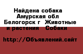 Найдена собака - Амурская обл., Белогорск г. Животные и растения » Собаки   